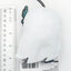 Echidna Re:Zero Starting Life in Another Life Plush Mascot