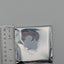 Epel Felmier Twisted Wonderland Mini Acrylic Stands