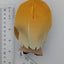 Sumika Shiun Gakuen Idolmaster Chibigurumi Plush